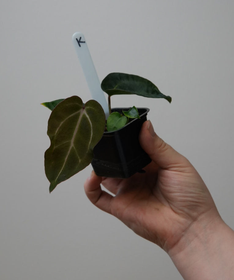 Anthurium (Zara x Michelle) x carlablackiae X (NSE)