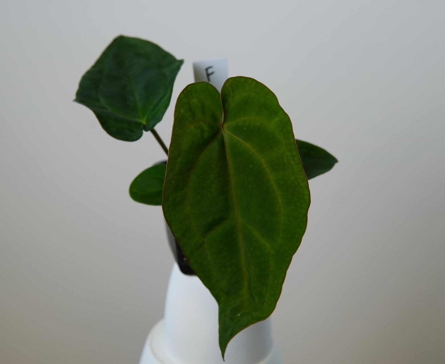 Anthurium (AOS x (Zara x Michelle) 6) x dressleri ('Black x RG f2')
