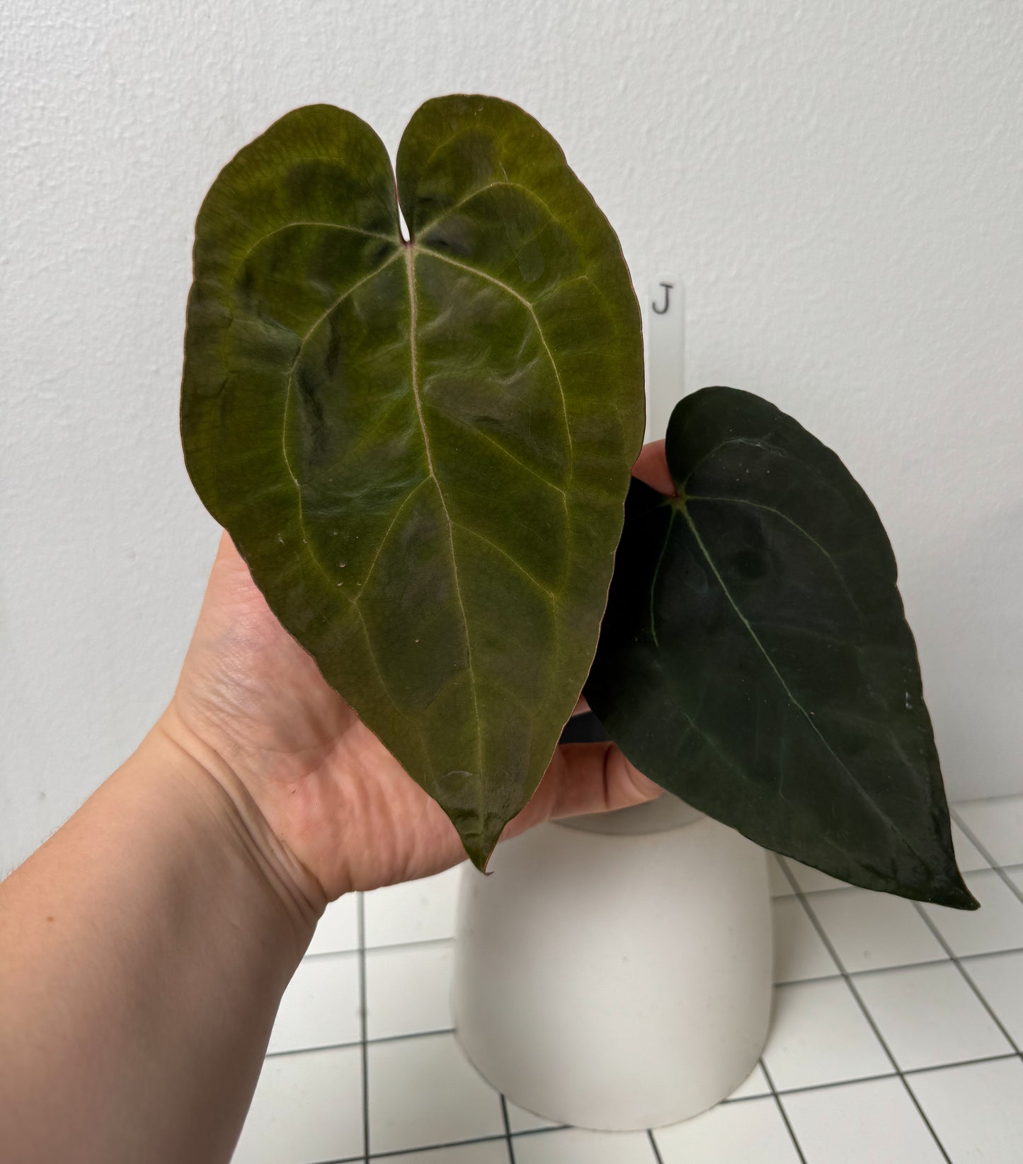 Anthurium (Zara x Michelle) x (Dorito Port x RLFS)
