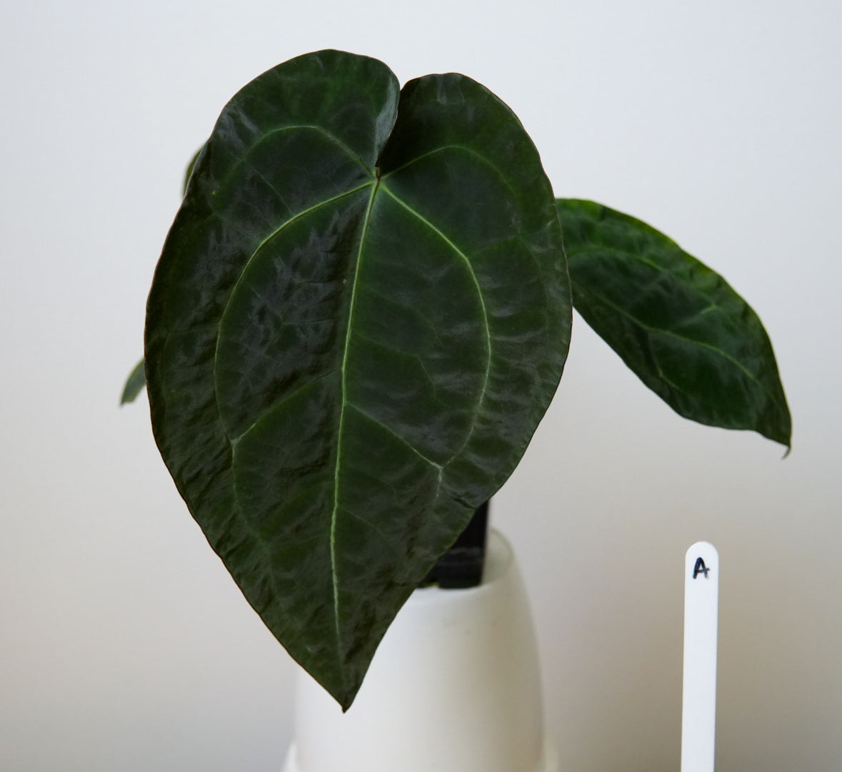 Anthurium Ace of Spades x forgetii dark form
