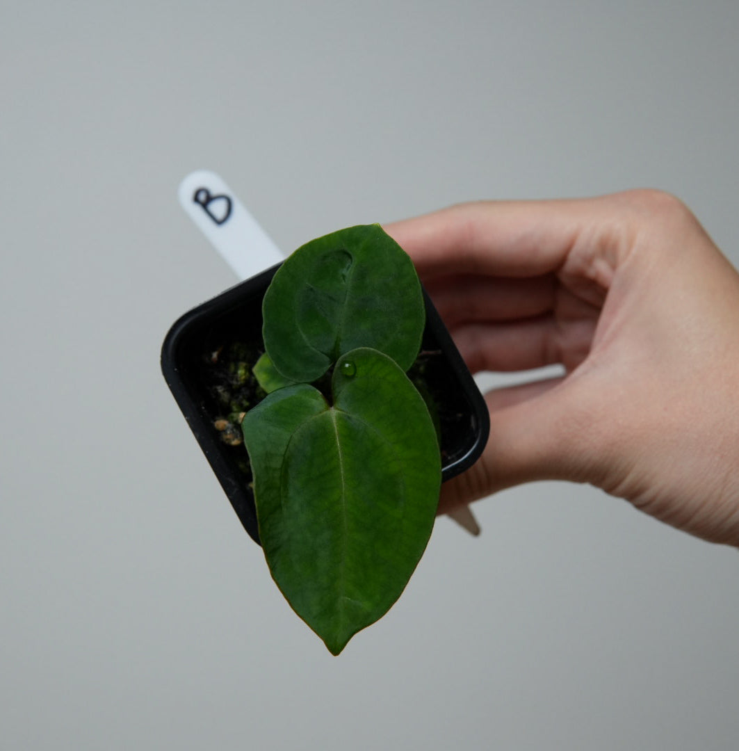 Anthurium (AOS x (Zara x Michelle) 4) x (noid 'Code Red' x papillilaminum 'A+')