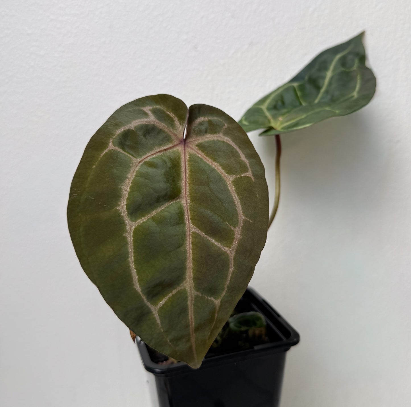 Anthurium (Red Crystallinum x forgetii) x (Zara x Michelle)
