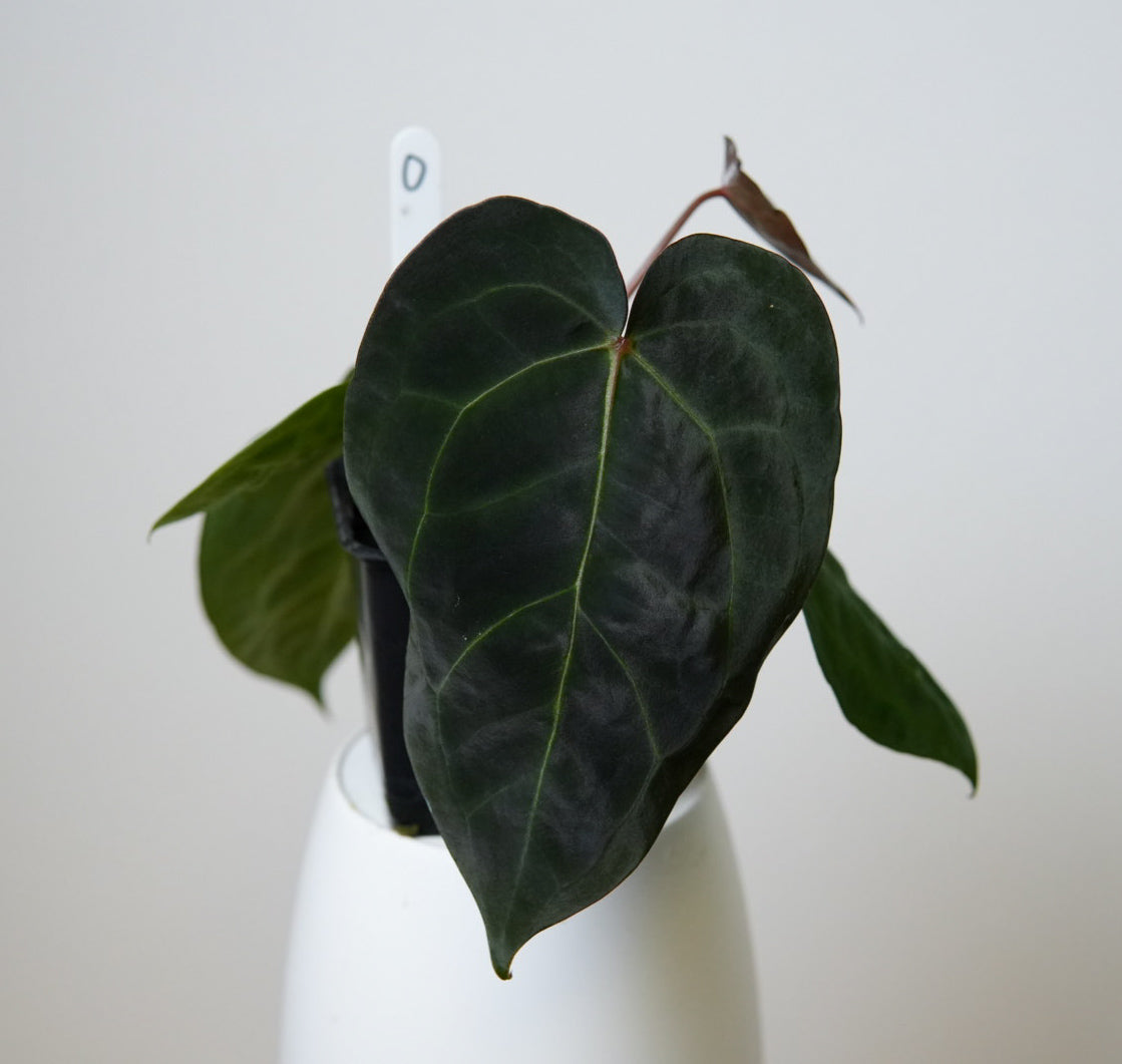 Anthurium (AOS x forgetii 2) x carlablackiae X (NSE)