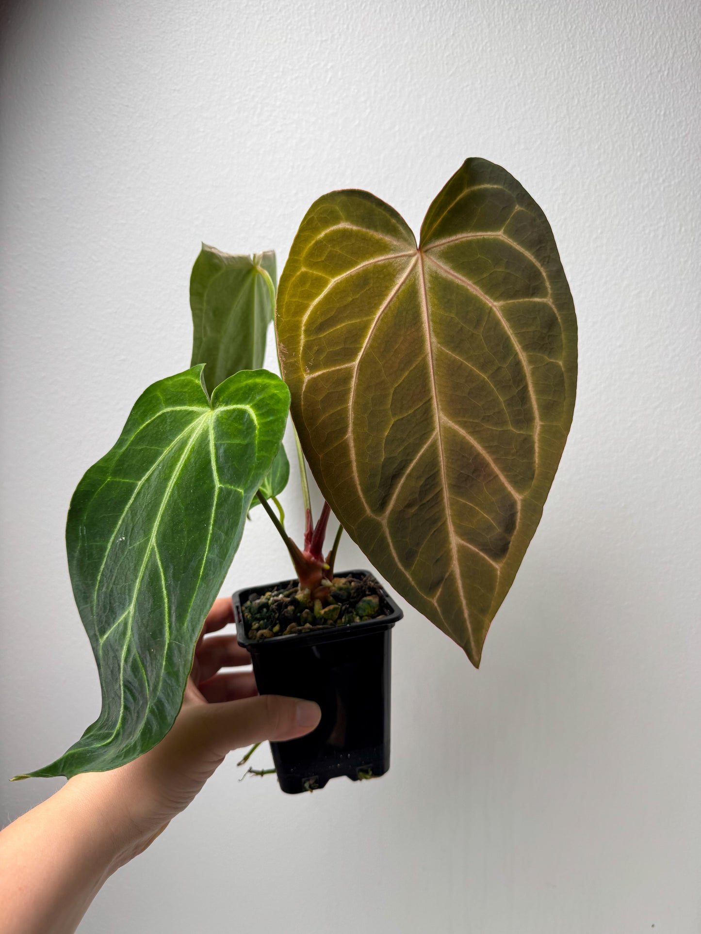 Anthurium Silver blush x carlablackiae X (NSE)