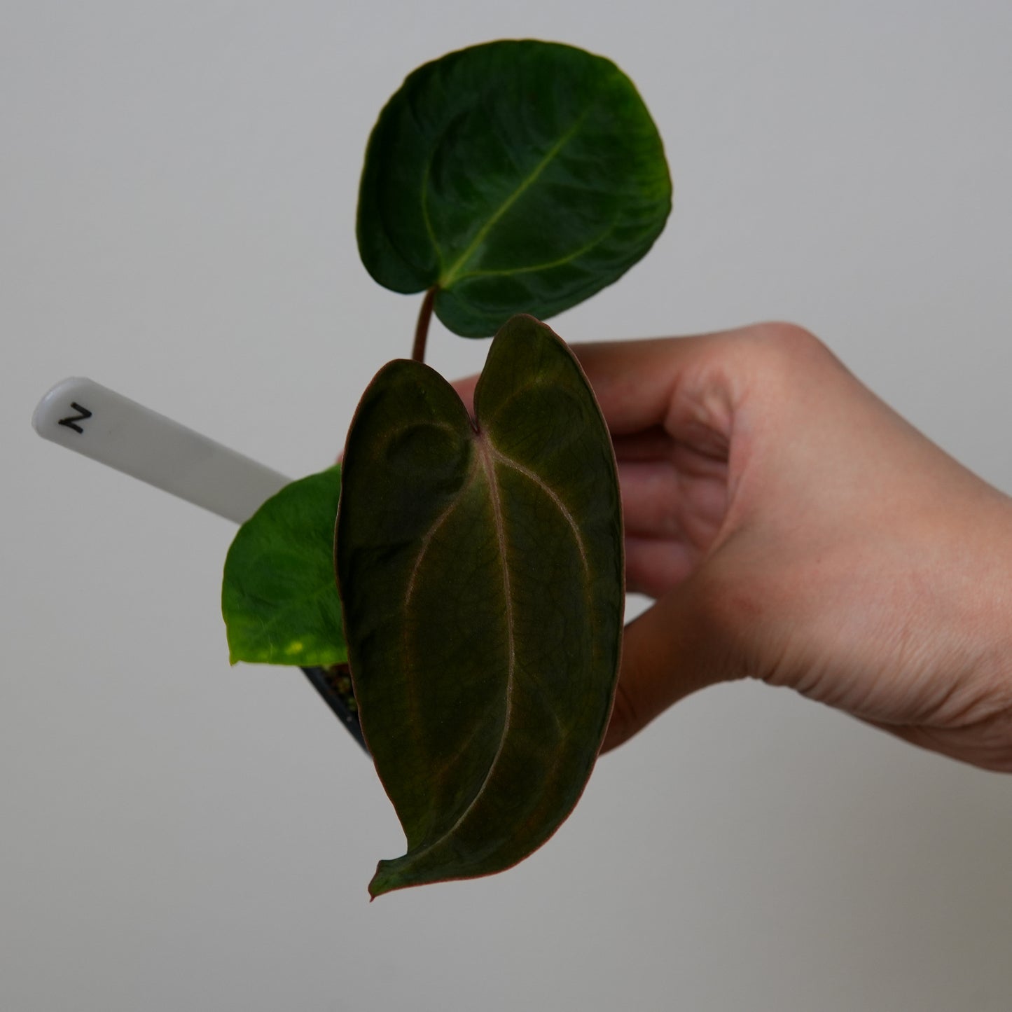 Anthurium carlablackiae (NSE) x carlablackiae X (NSE)