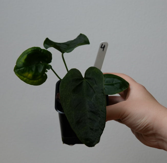 Anthurium Queen of Hearts x besseae aff or forgetti df