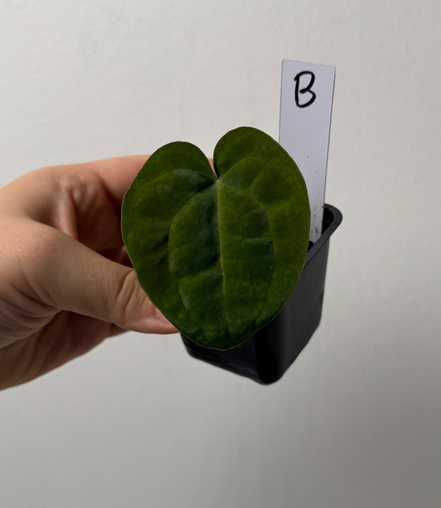 Anthurium (AOS x forgetii 1) x carlablackiae (NSE)