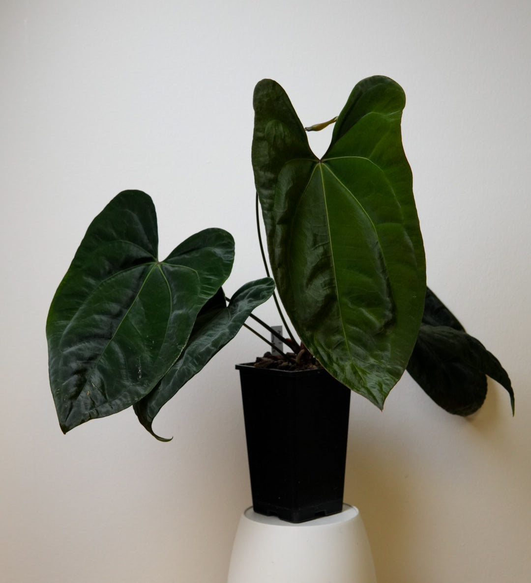 Anthurium (AOS x forgetii 2) x (Dorito port x RLFS) – Nordic Plant