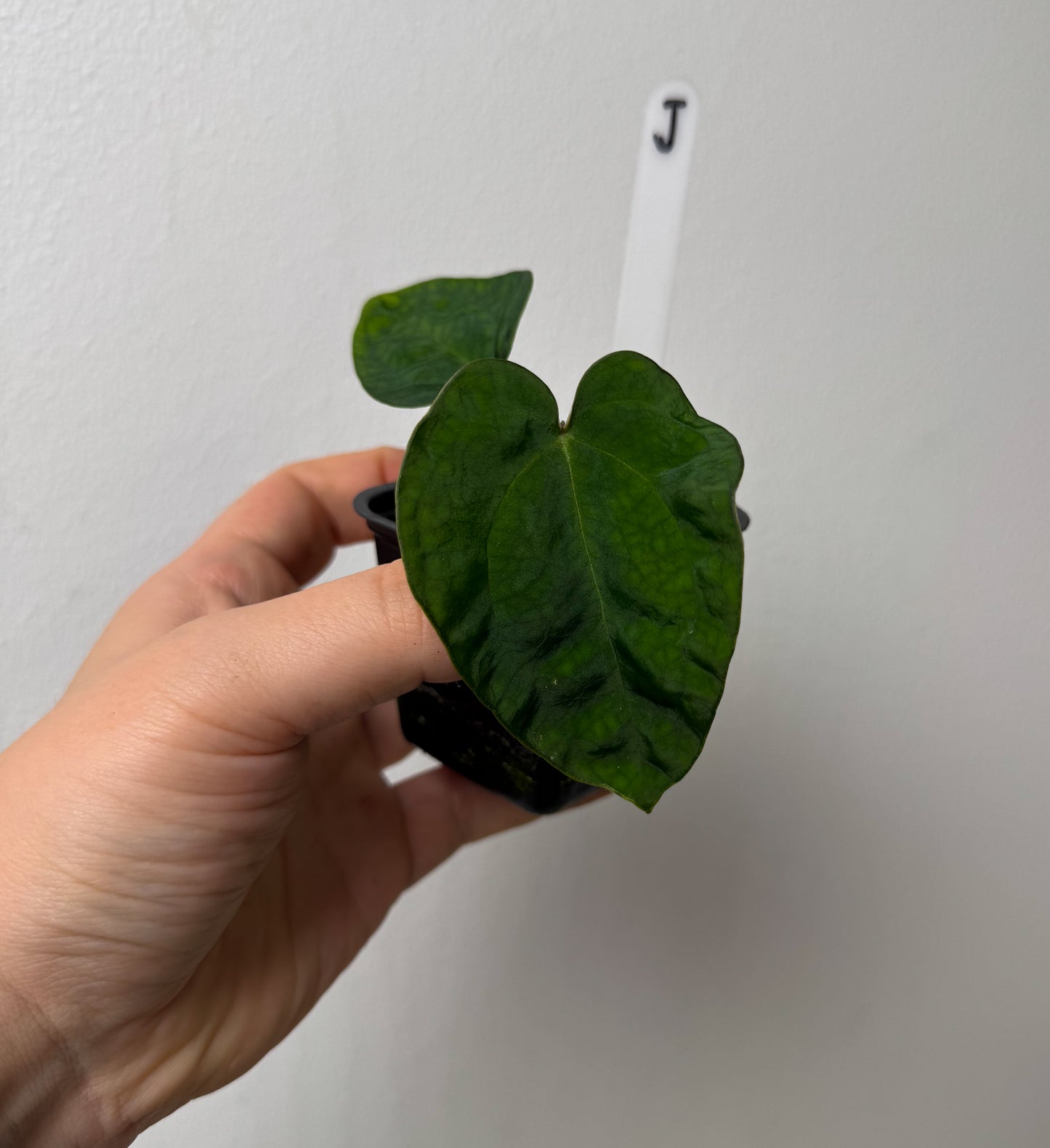 Anthurium Ace of Spades x carlablackiae (NSE)