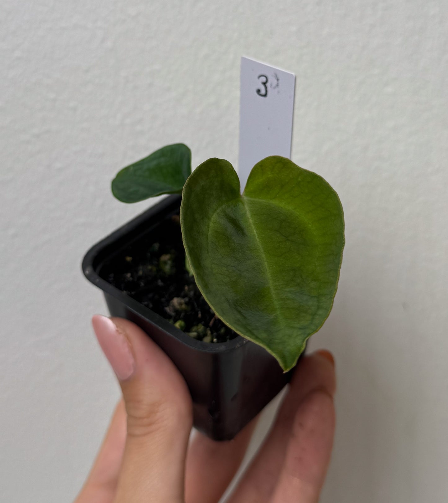 Anthurium (AOS x forgetii 2) x besseae aff