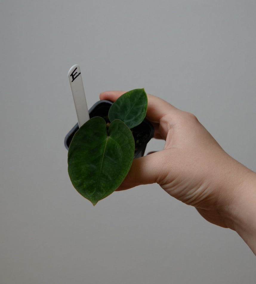 Anthurium carlablackiae X x (noid 'Code Red' x papillilaminum 'A+')