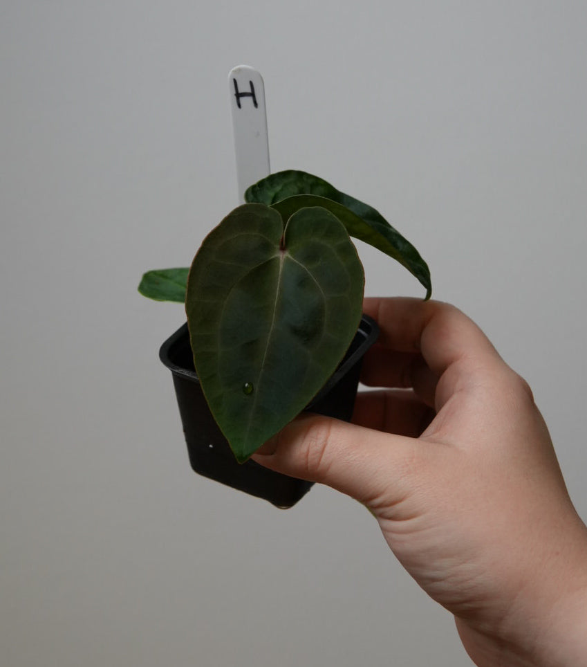 Anthurium carlablackiae X x (noid 'Code Red' x papillilaminum 'A+')