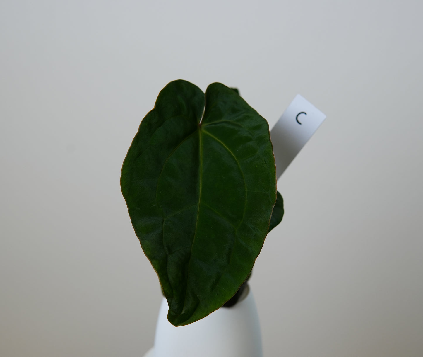 Anthurium (AOS x (Zara x Michelle) 6) x dressleri ('Black x RG f2')