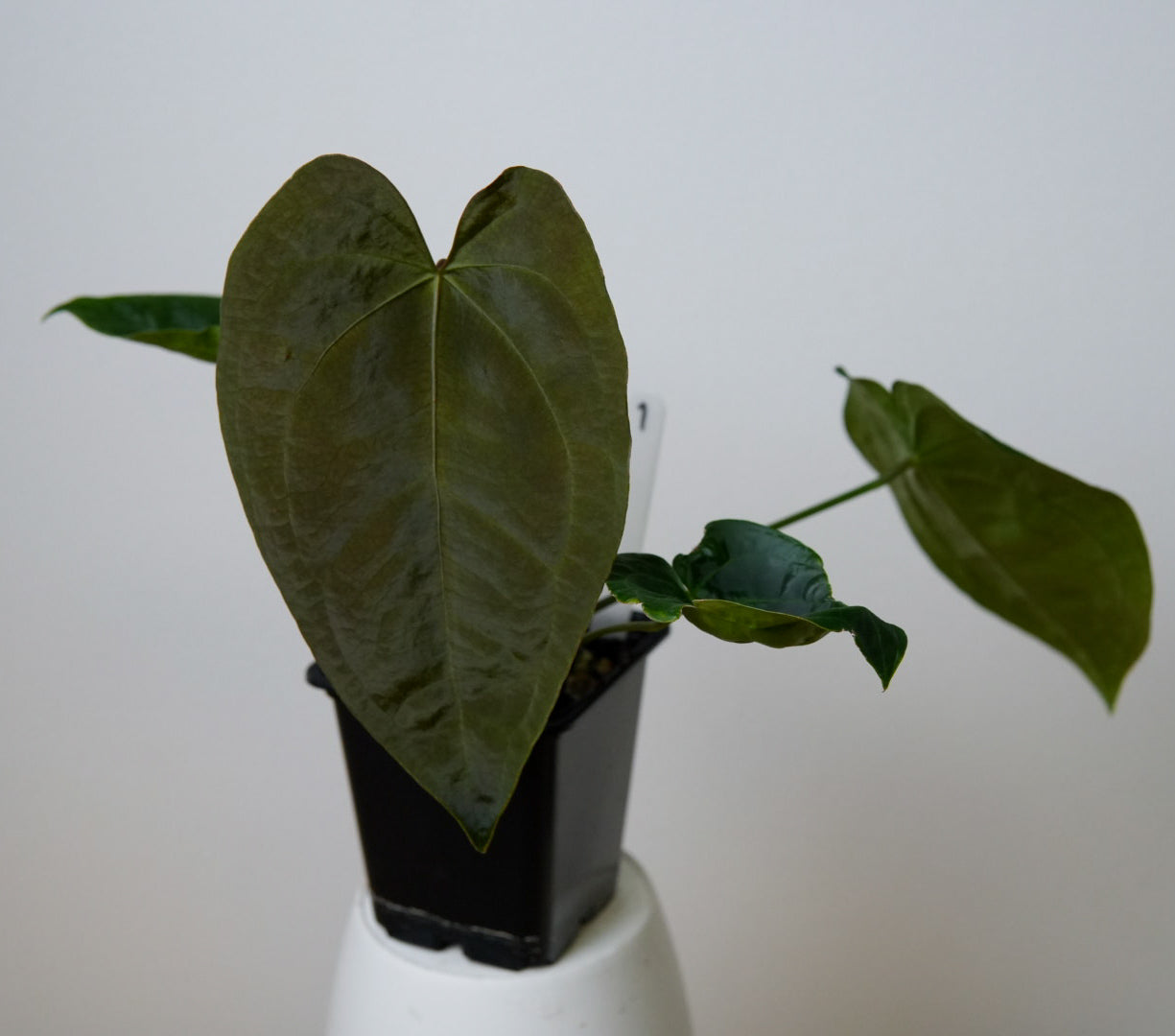 Anthurium Queen of Hearts x besseae aff or forgetti df