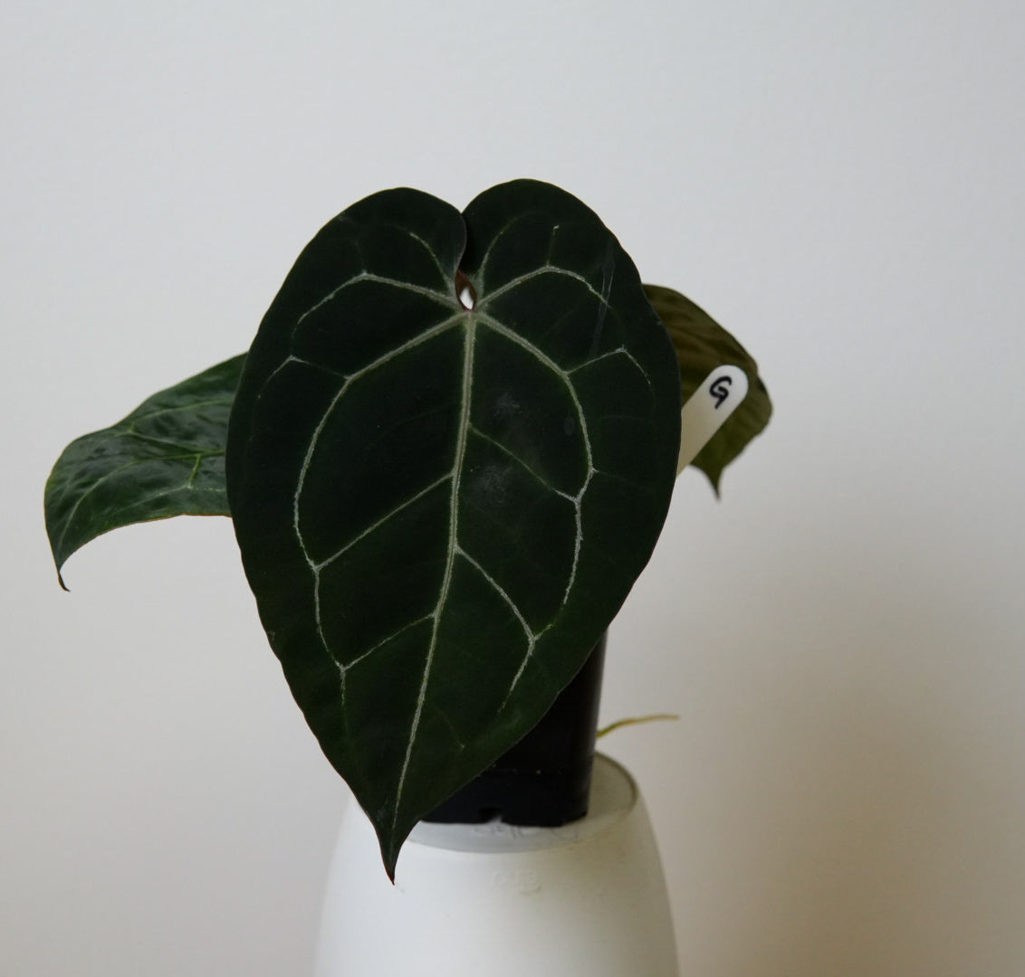 Anthurium Complex HU hybrid 2 x (Zara x Michelle)