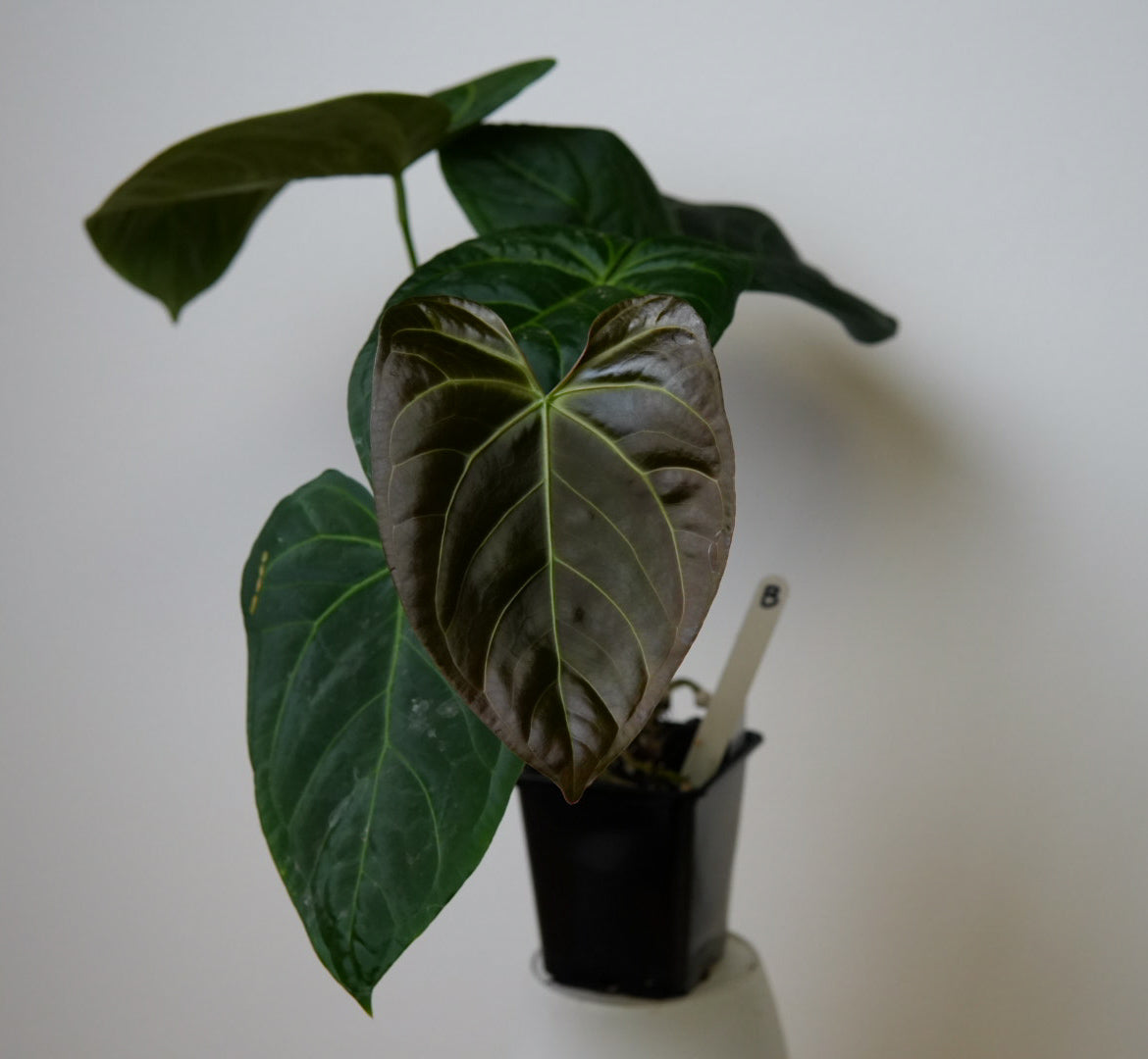 Anthurium 'Silver Shield' x 'Mr Worldwide'