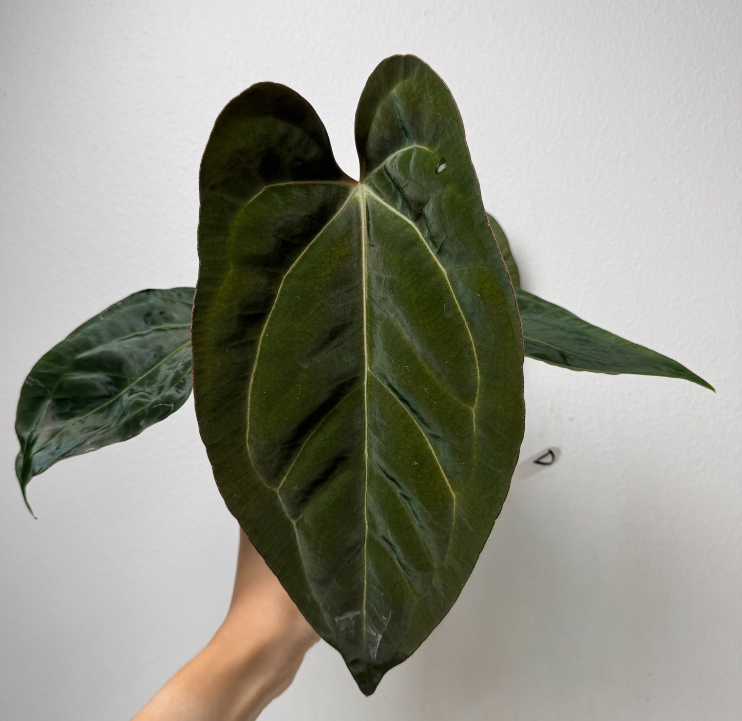 Anthurium carlablackiae (NSE) x (Dorito Port x RLFS)