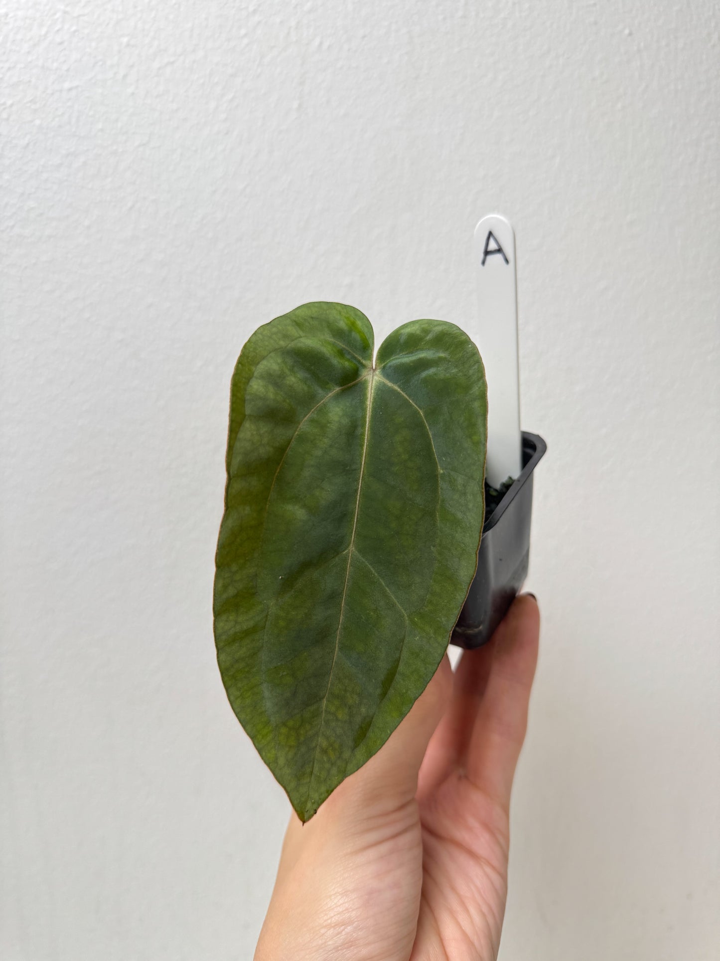 Anthurium carlablackiae (NSE) x BVEP ('SS x RA')