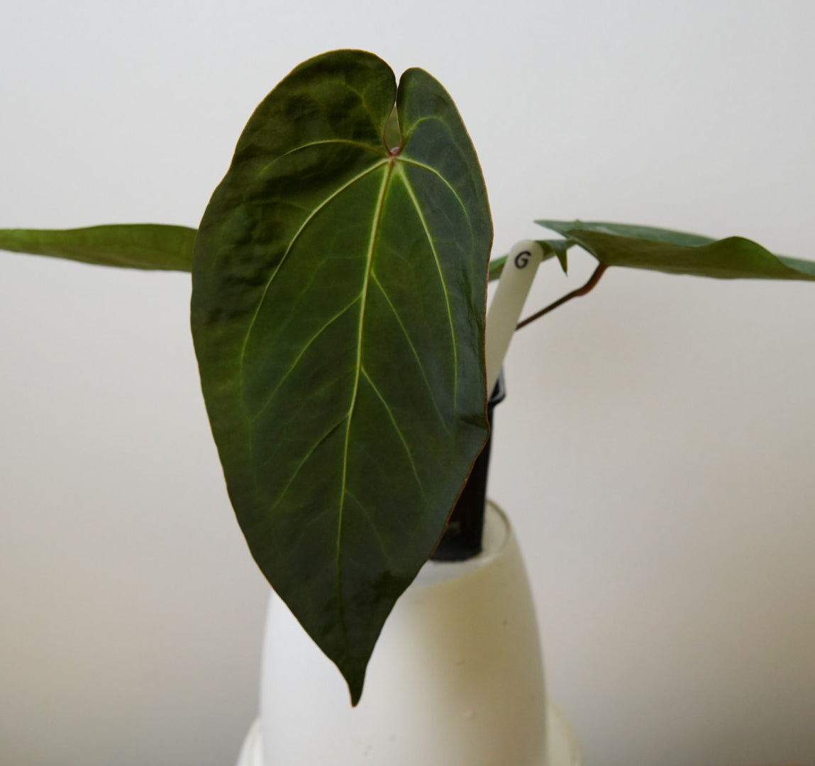 Anthurium Cv Carmesim x (Zara x Michelle)
