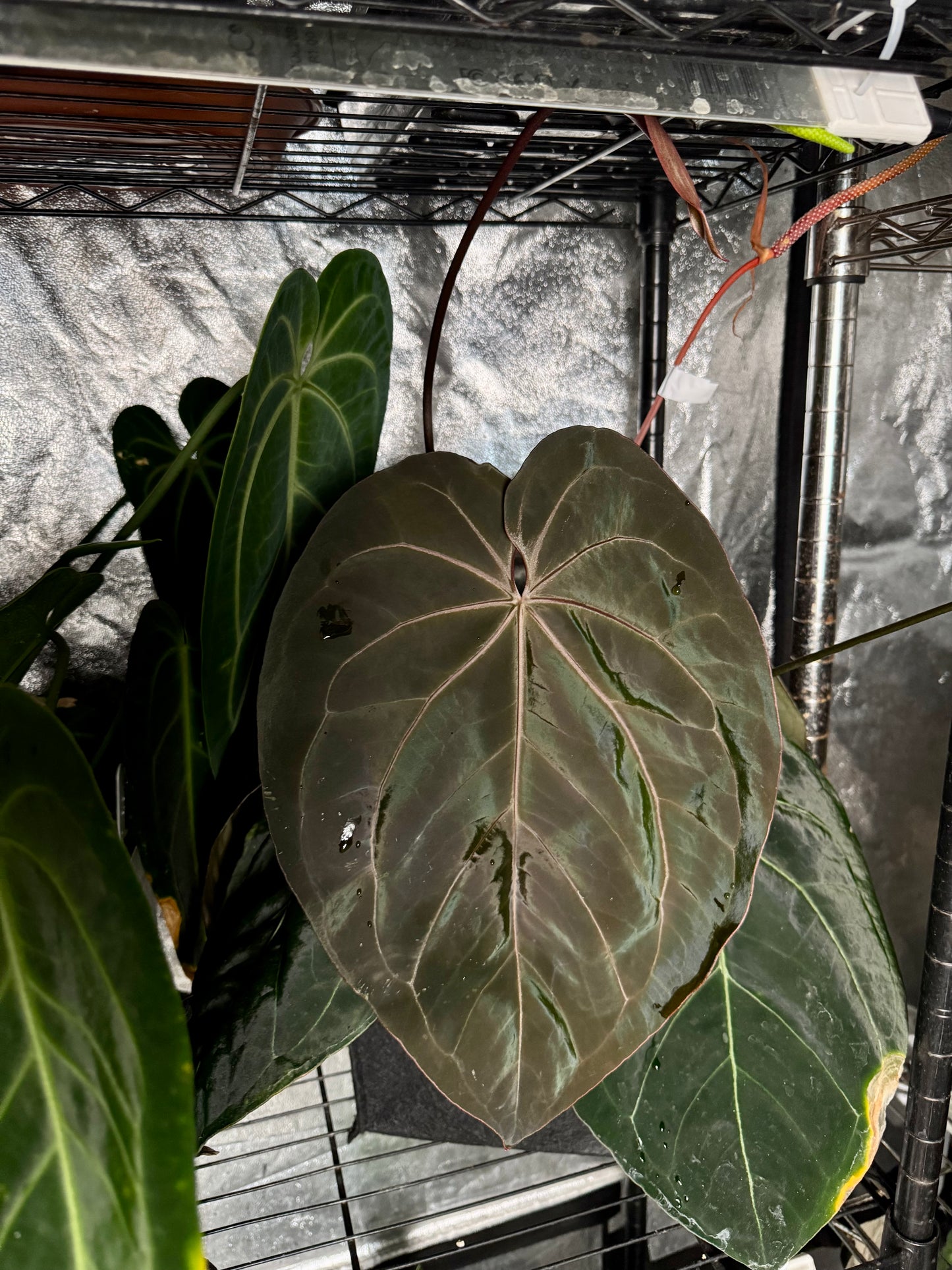 Anthurium 'complex HU 2'