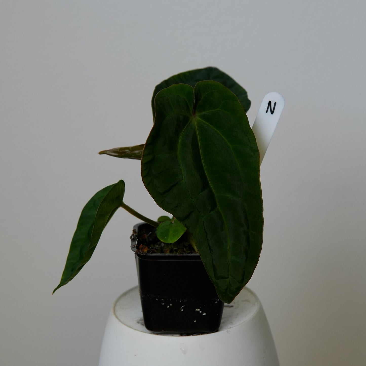 Anthurium (AOS x (Zara x Michelle) 6) x dressleri ('Black x RG f2')