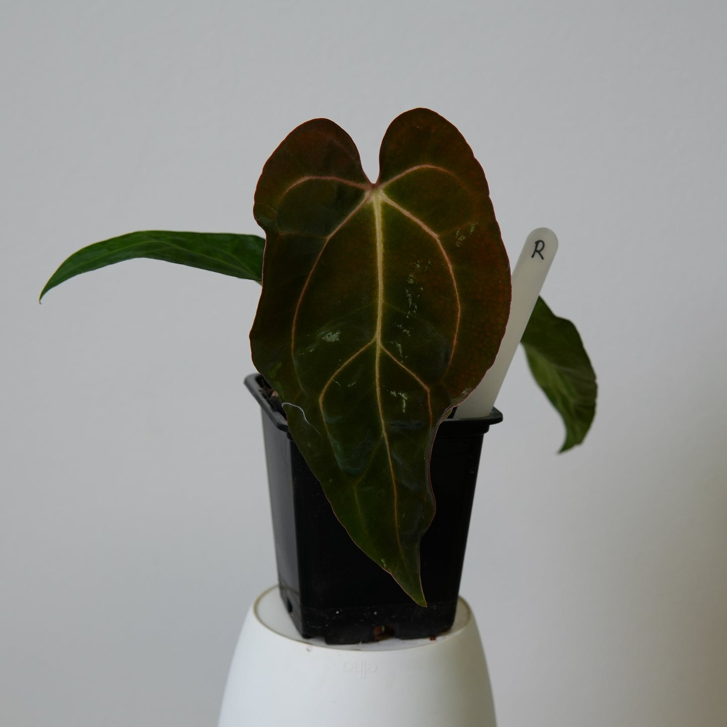 Anthurium ((carlablackiae x dressleri RD) x pap 'RLFS') x carlablackiae (NSE)
