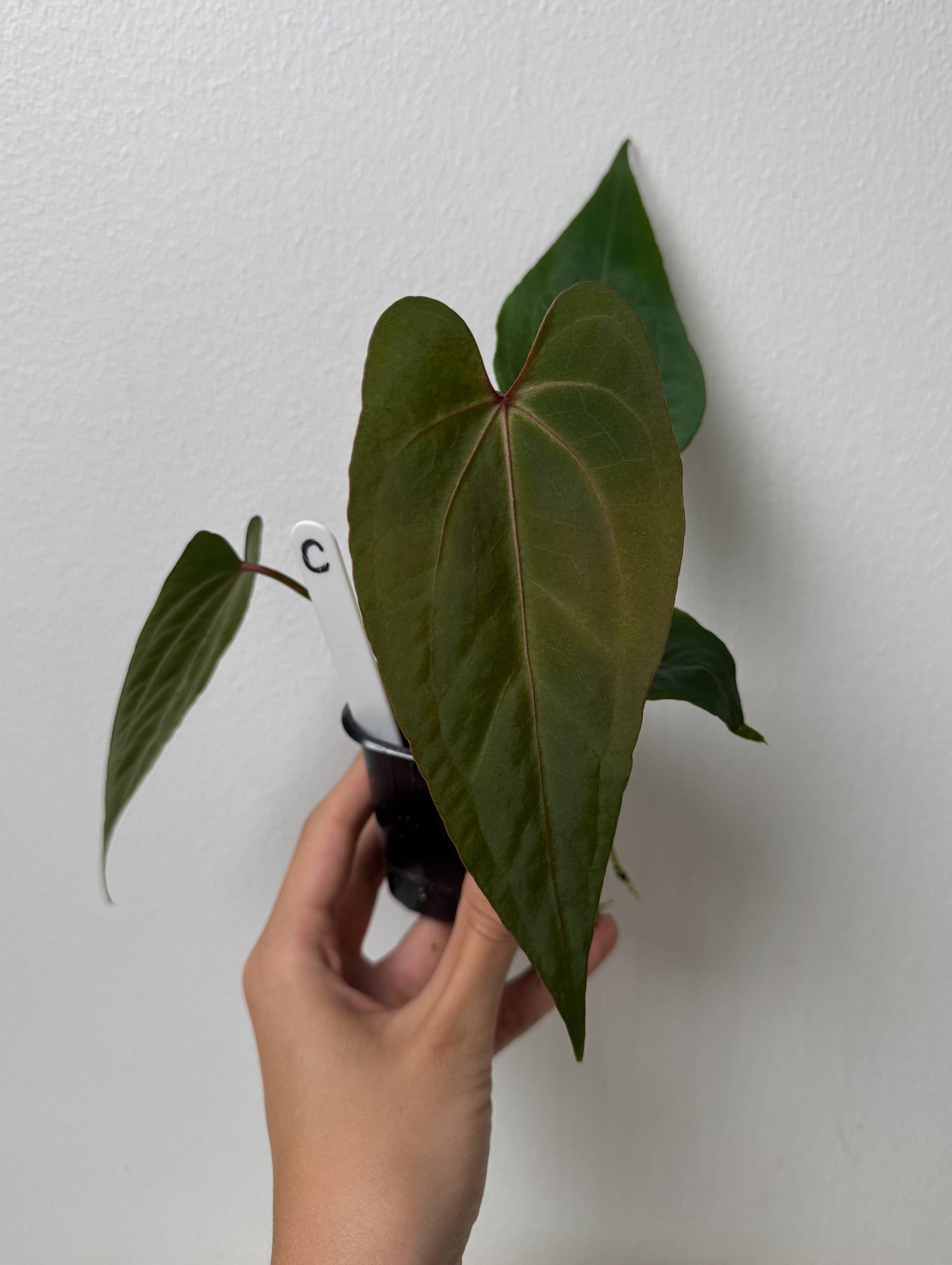 Anthurium Cv Carmesim x (Zara x Michelle)
