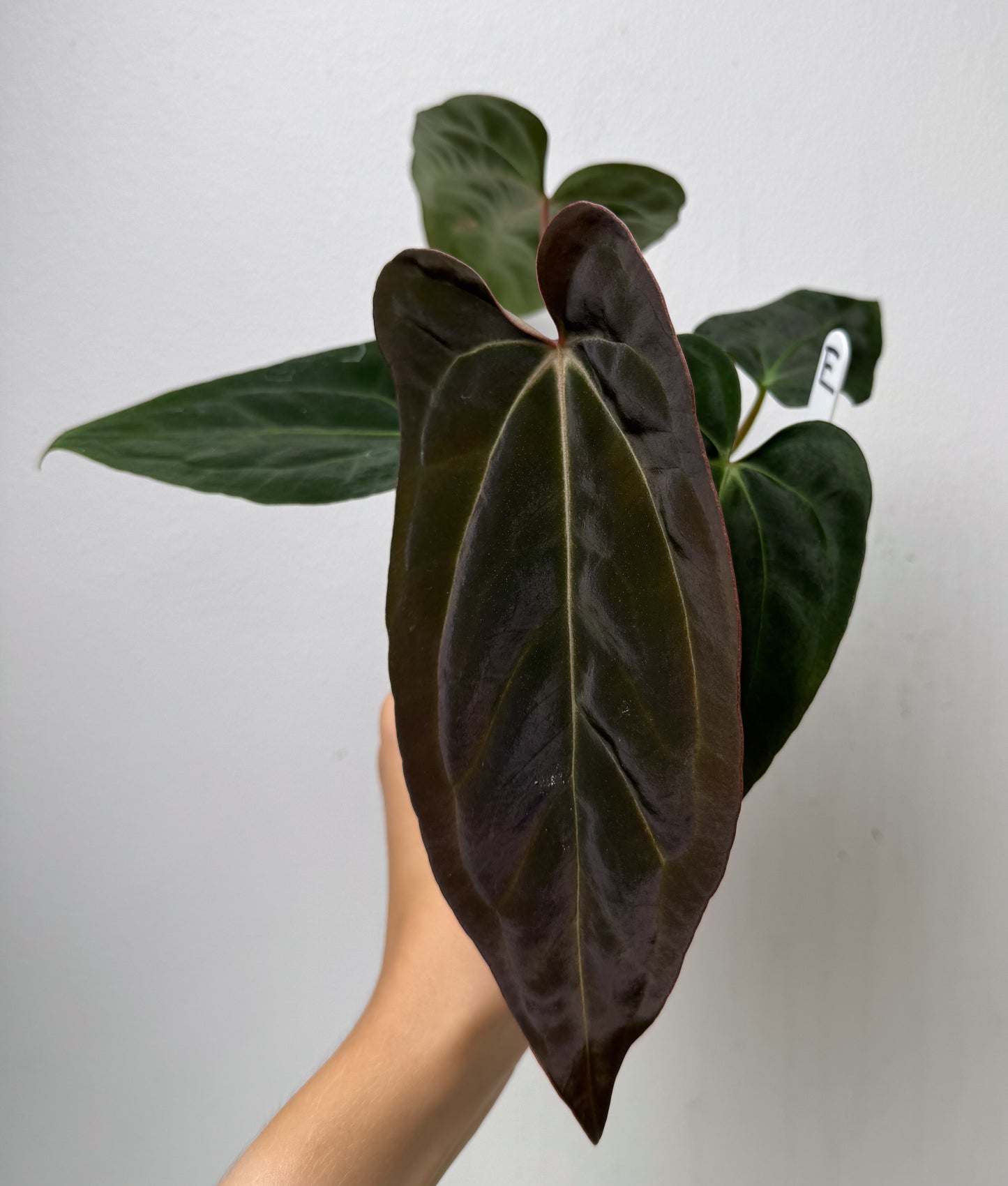 Anthurium carlablackiae (NSE) x (Dorito Port x RLFS)
