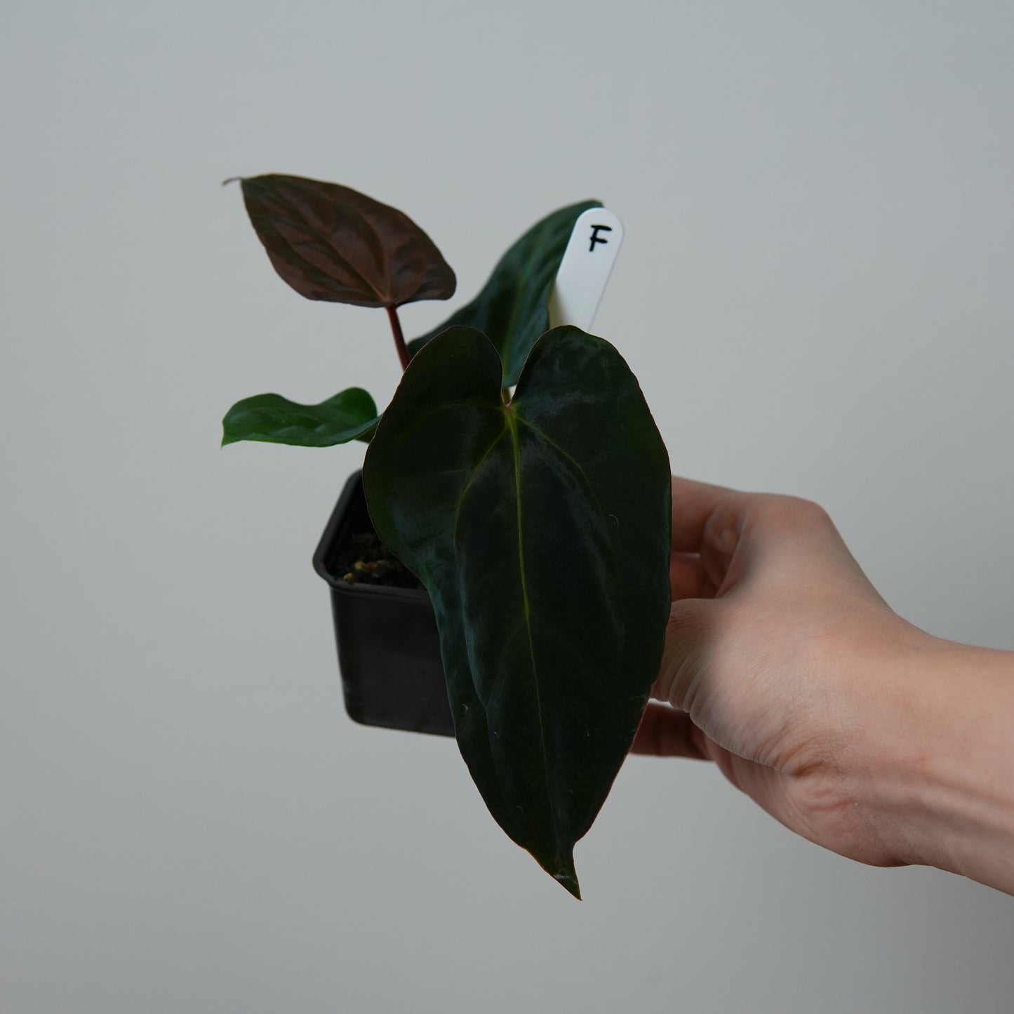 Anthurium ((carlablackiae x dressleri RD) x pap 'RLFS') x carlablackiae (NSE)