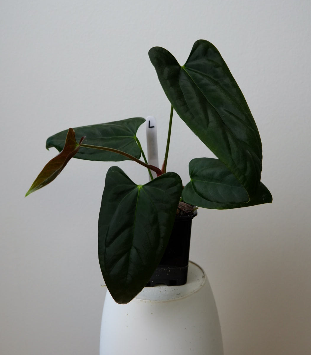 Anthurium (subsignatum x papillilaminum 'Marie') x (NSE dorito port x  papillilaminum RLFS)