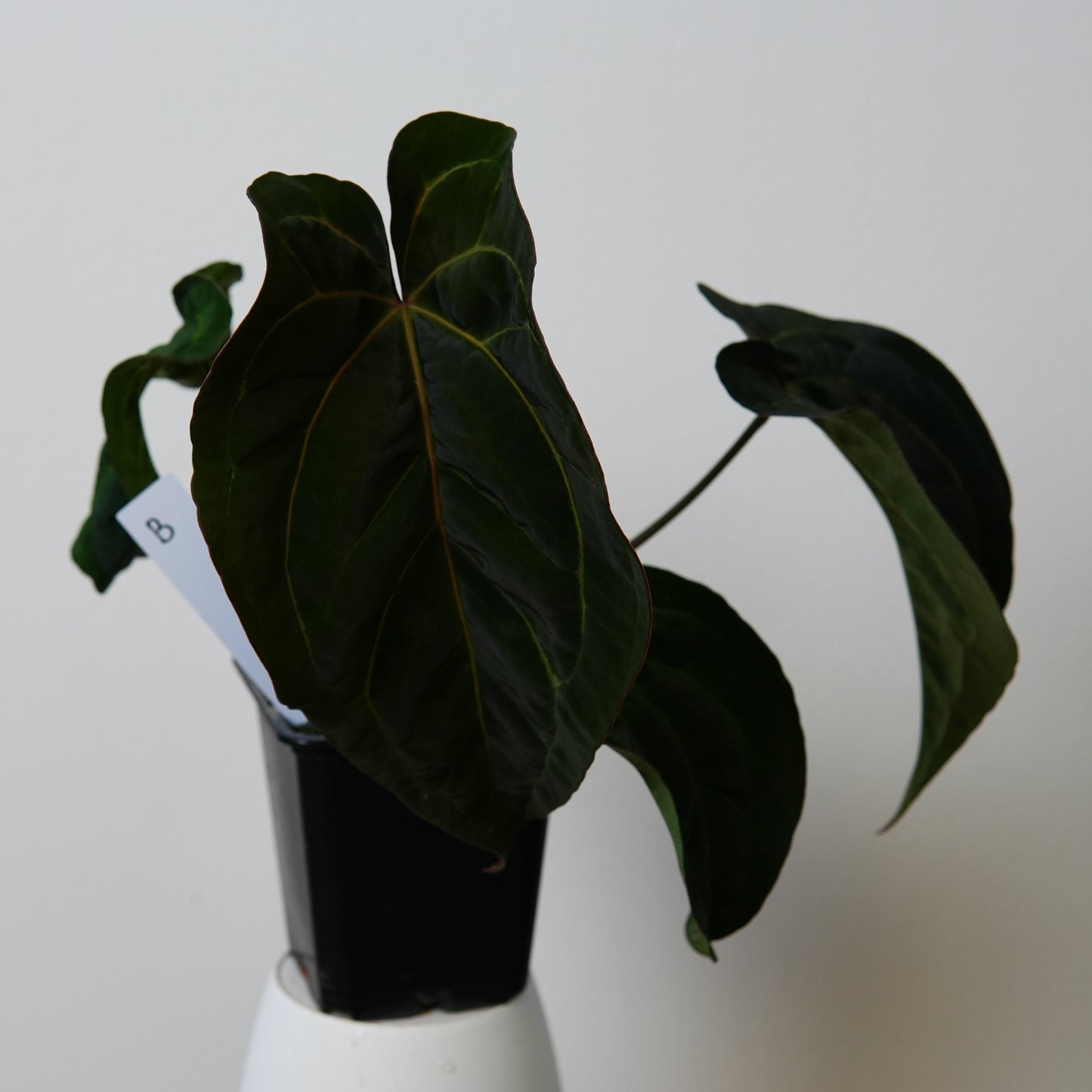 Anthurium (AOS x (Zara x Michelle) 1) x ((carlablackiae x dressleri RD) x pap 'RLFS')