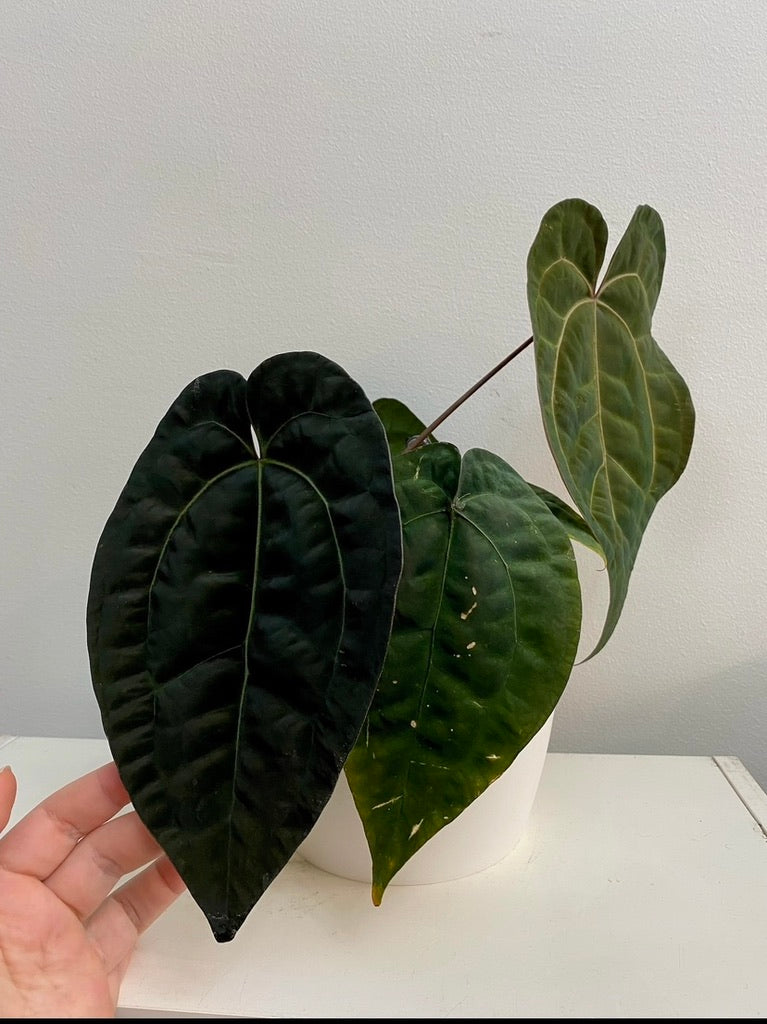 Anthurium AOS (df x gf)