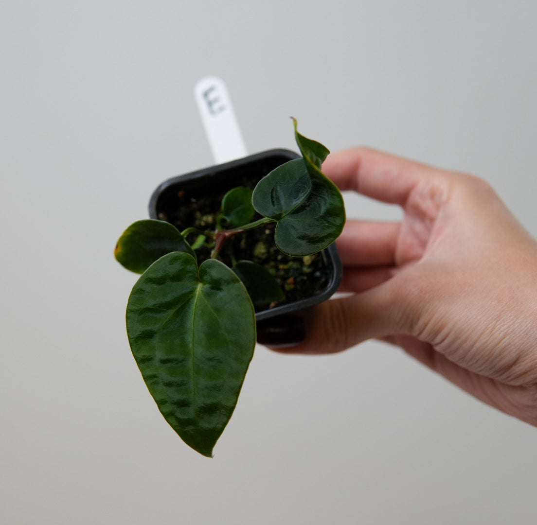 Anthurium (forgetii x warocqueanum 2) x Huanco velvet 1