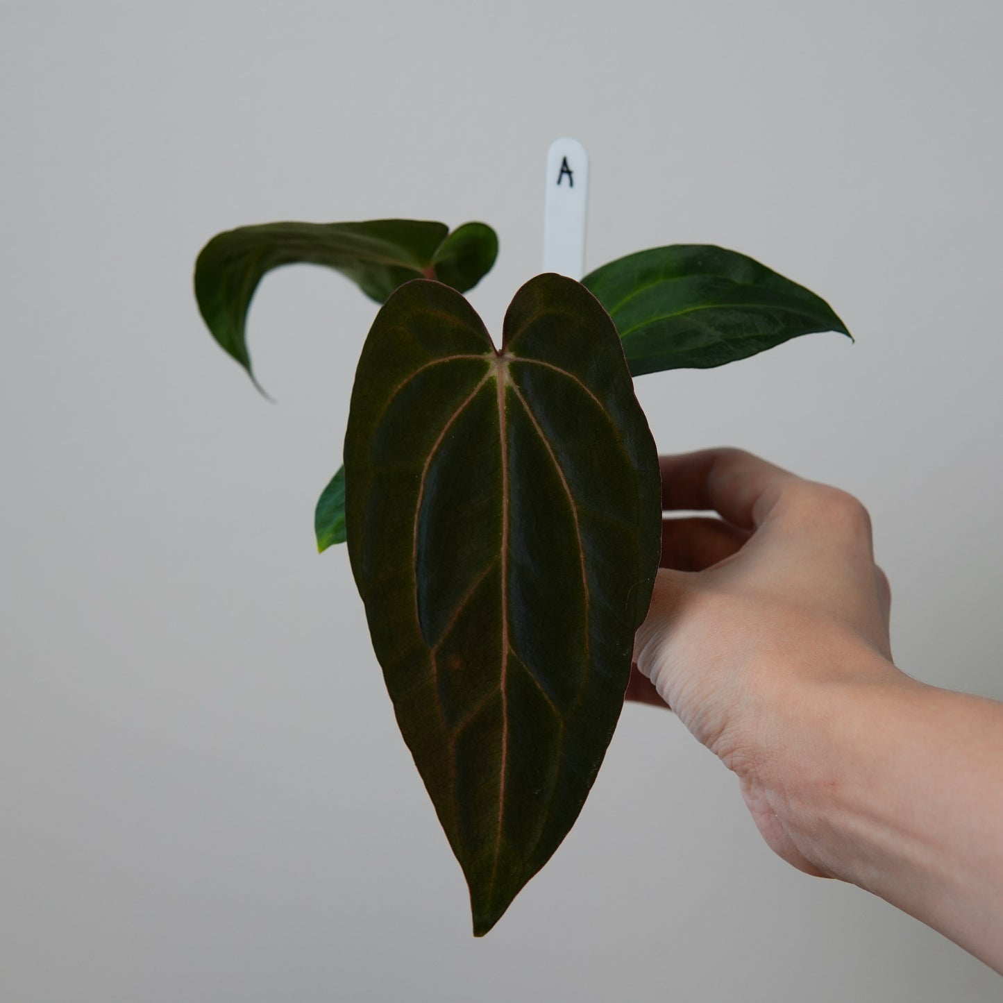 Anthurium ((carlablackiae x dressleri RD) x pap 'RLFS') x carlablackiae (NSE)