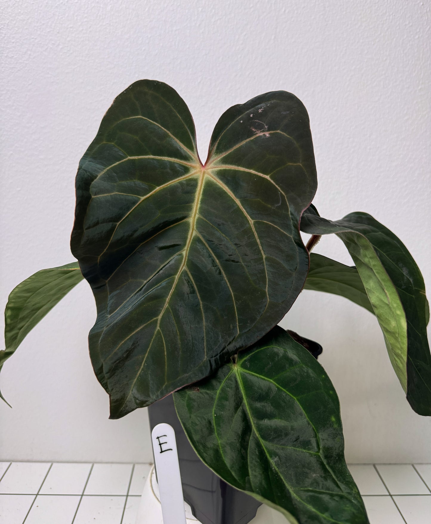 Anthurium carlablackiae (NSE) x kunayalense