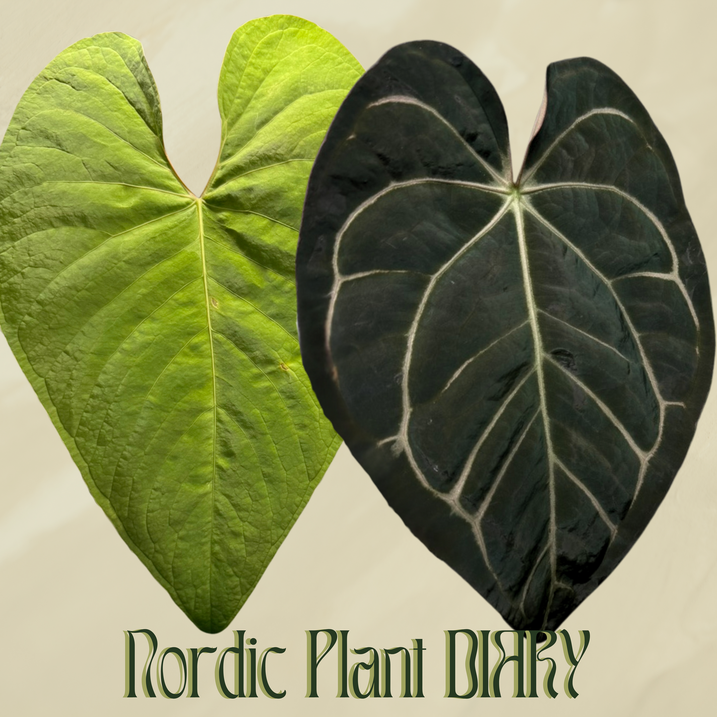 Anthurium peruvian noid 'Huanco Velvet' x carlablackiae (NSE)