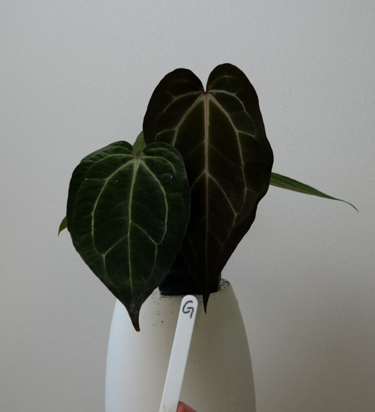 Anthurium (Zara x Michelle) x carlablackiae X (NSE)