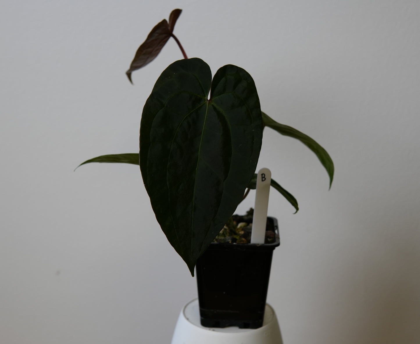 Anthurium (AOS x (Zara x Michelle) 4) x (noid 'Code Red' x papillilaminum 'A+')