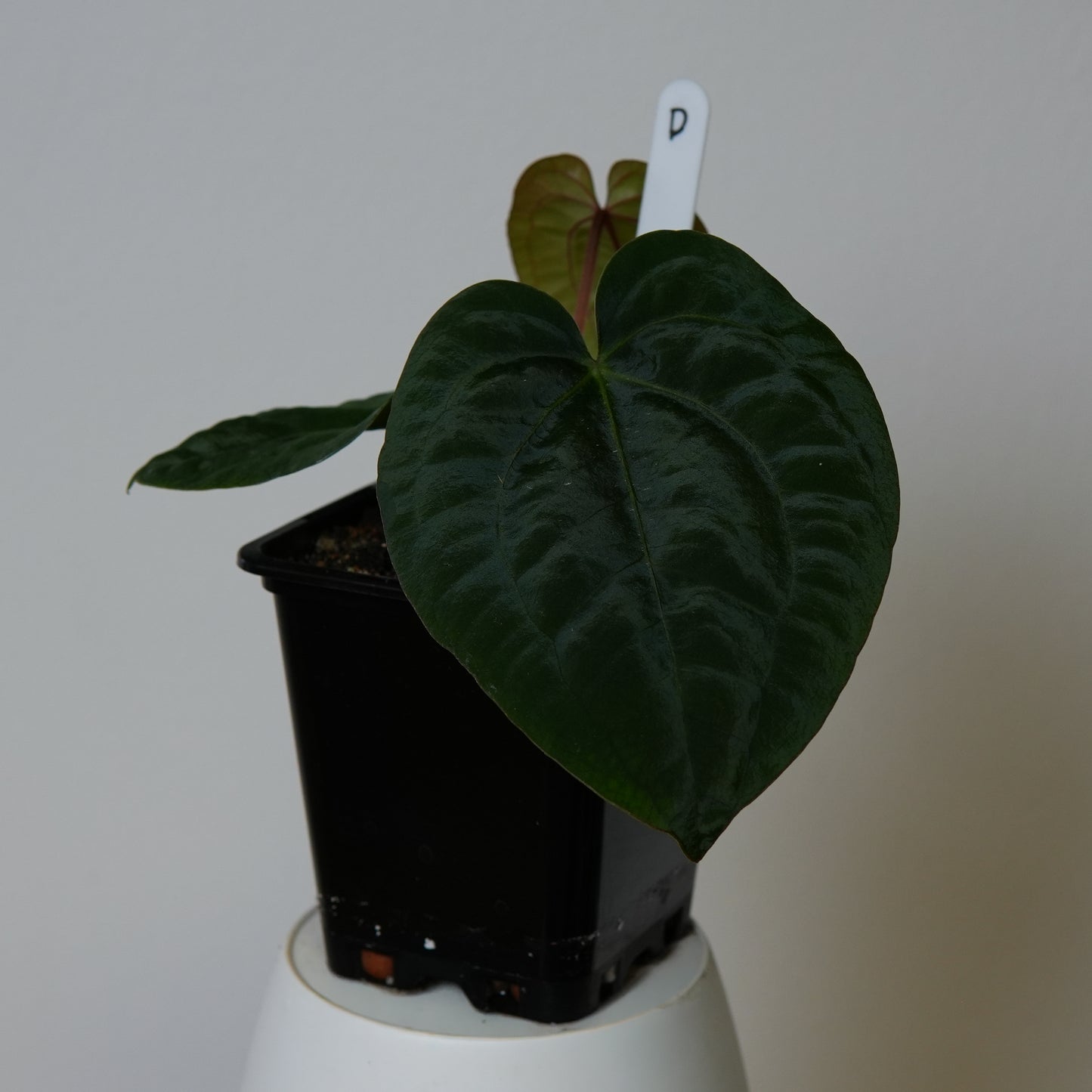 Anthurium (AOS x (Zara x Michelle) 1) x (carlablackiae (NSE) x kunayalense 1)