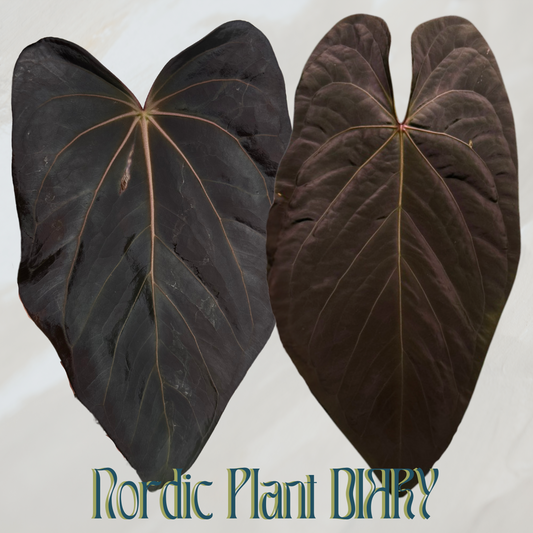 Anthurium carlablackiae X x (noid 'Code Red' x papillilaminum 'A+')