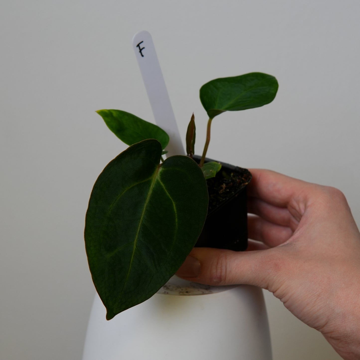 Anthurium carlablackiae (NSE) x carlablackiae X (NSE)