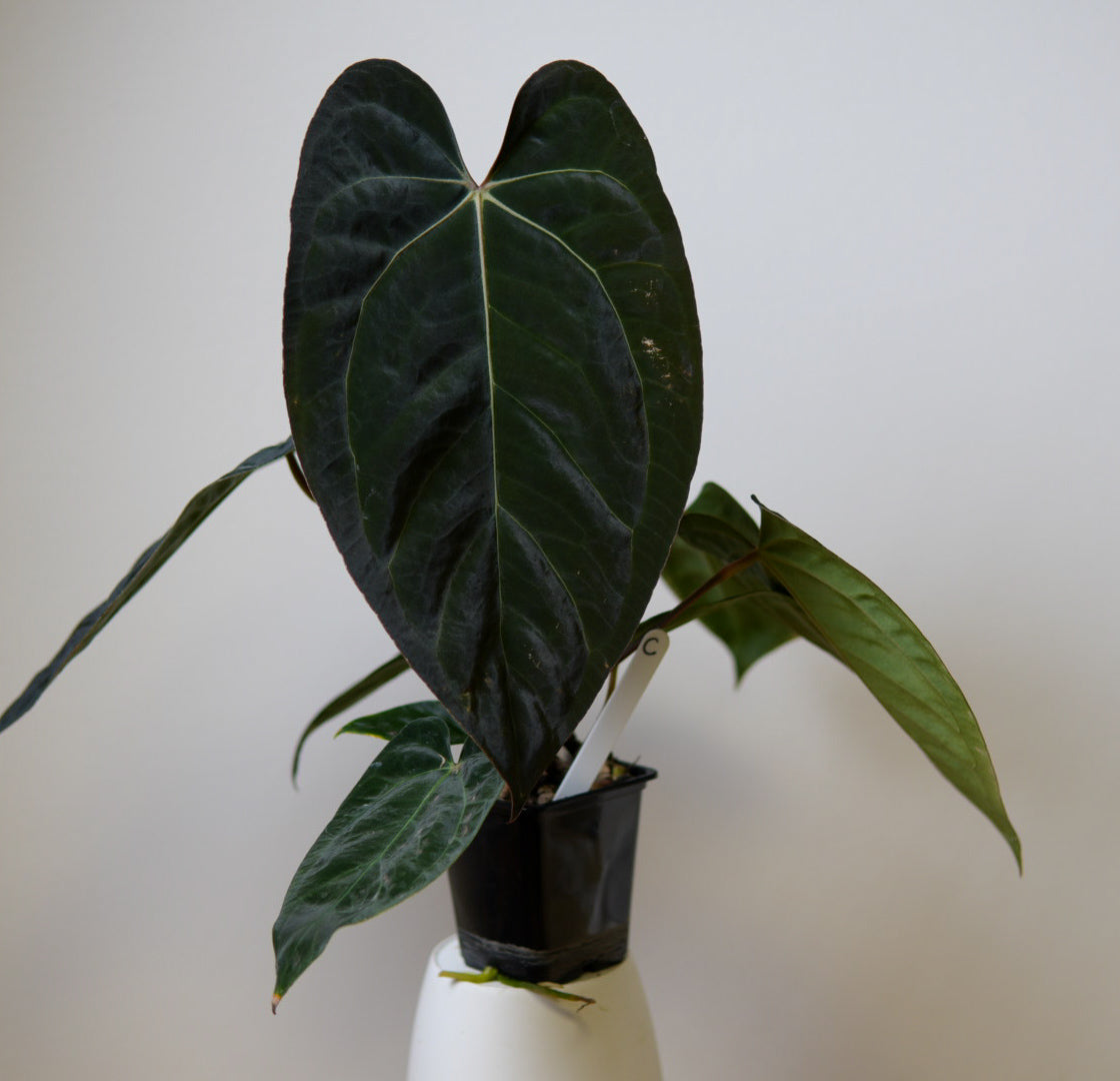 Anthurium carlablackiae (NSE) x (Dorito Port x RLFS)