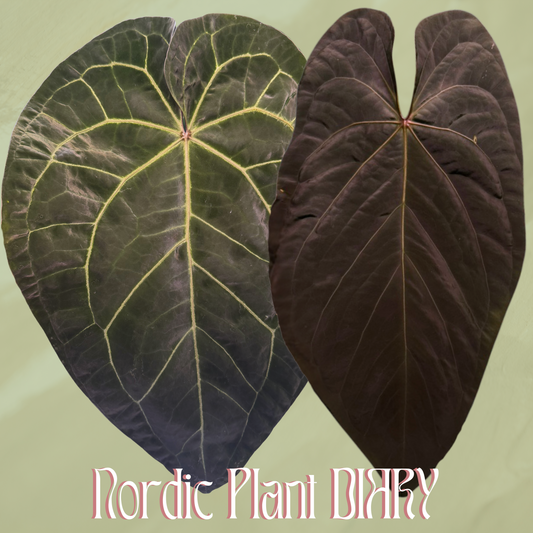 Anthurium (AOS x (Zara x Michelle) 4) x (noid 'Code Red' x papillilaminum 'A+')