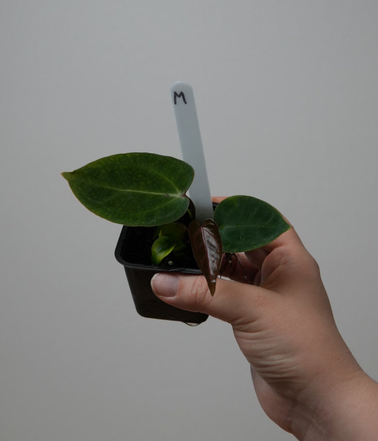 Anthurium (Zara x Michelle) x carlablackiae X (NSE)