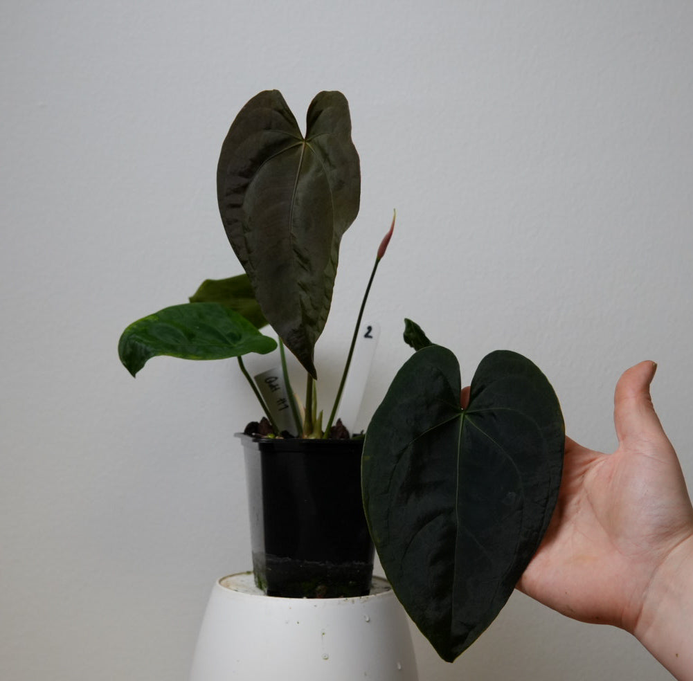 Anthurium Queen of Hearts x besseae aff or forgetti df