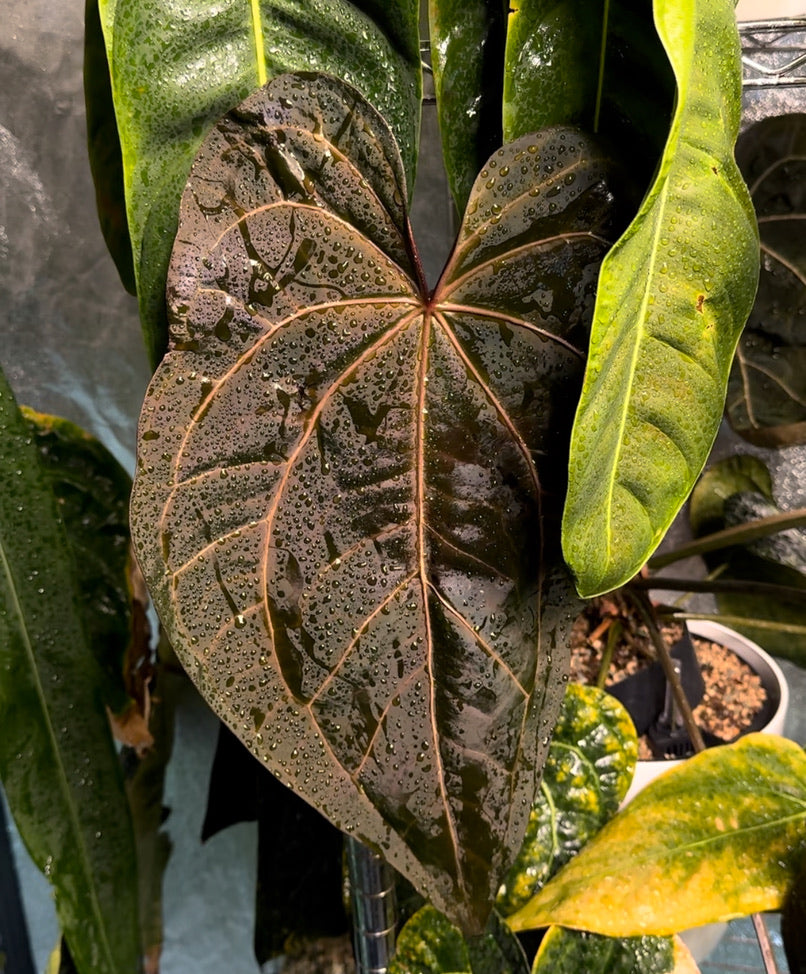 Anthurium AOS (df x gf)