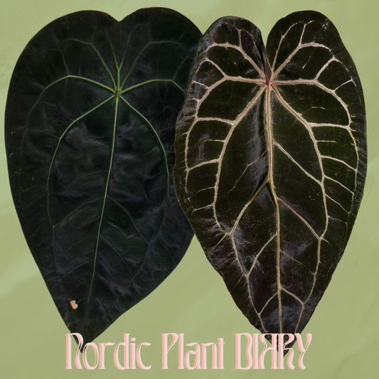 Anthurium (AOS x forgetii 2) x (Zara x Michelle)