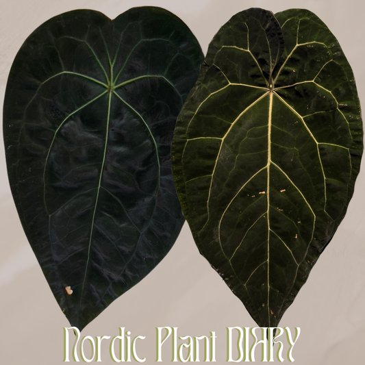 Anthurium (AOS x forgetii 2) x (AOS x (Zara x Michelle) 5)