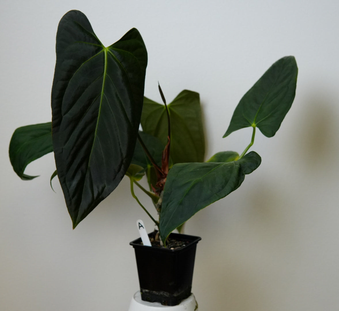 Anthurium (subsignatum x papillilaminum 'Marie') x (NSE dorito port x  papillilaminum RLFS)