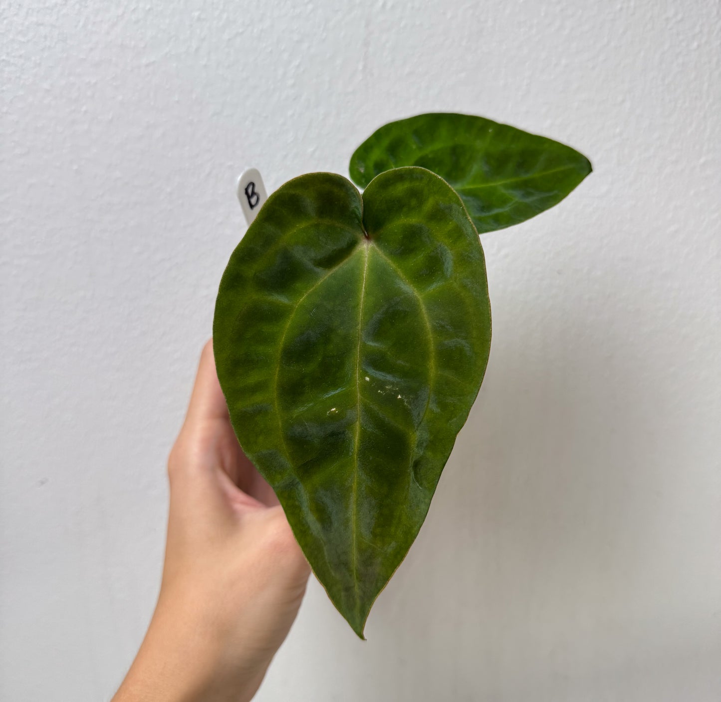 Anthurium (AOS x forgetii 2) x carlablackiae X (NSE)